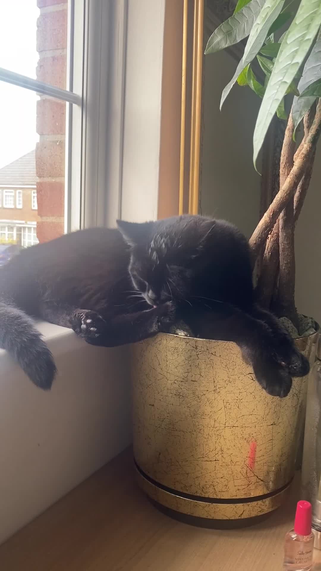 British Shorthair cats for sale: Stunning Rare Pedigree British Shorthair Brothers - Video 3