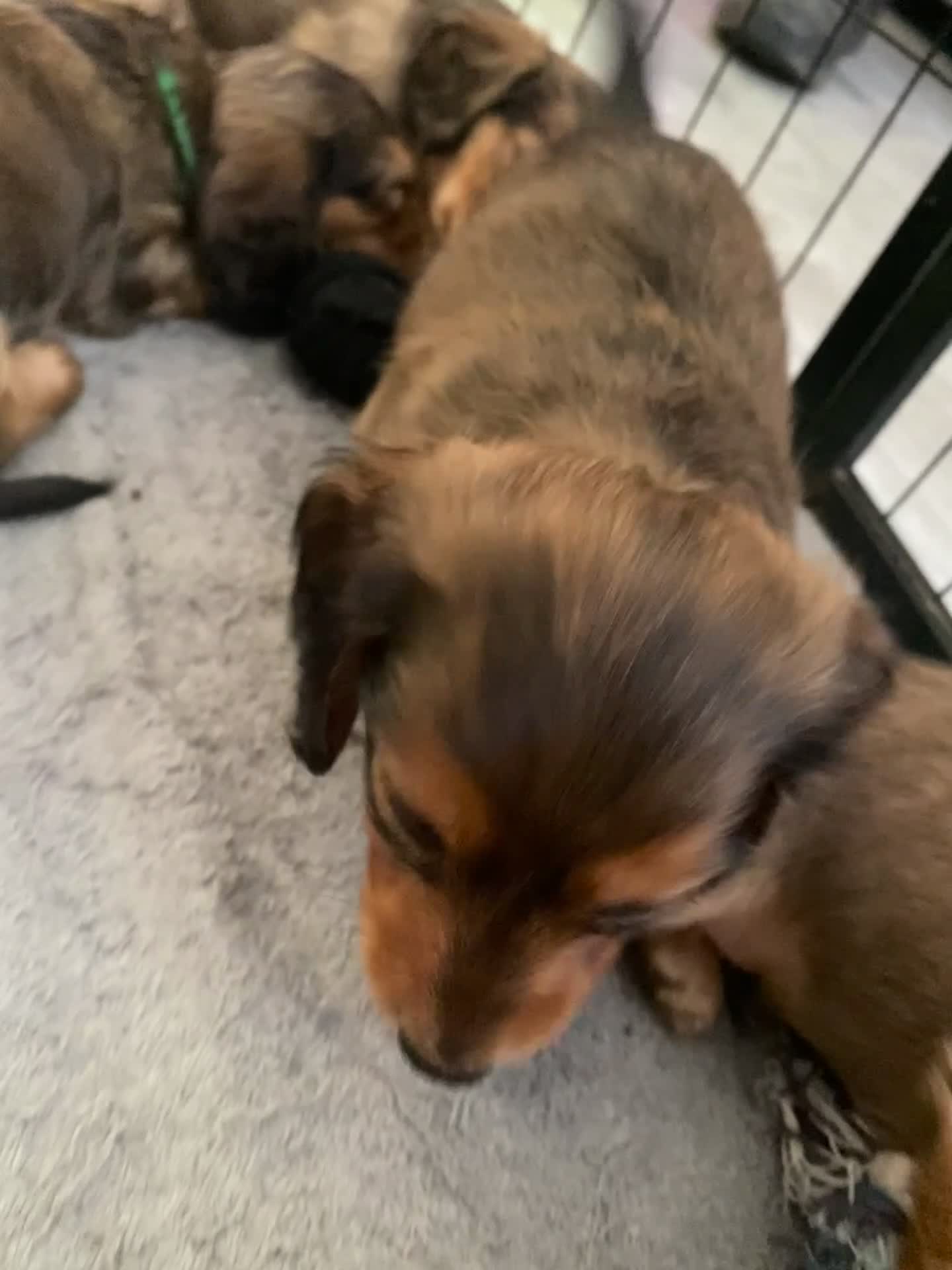 Miniature Dachshund dogs for sale: 6 miniature longhaired dachshund -  - Video 2
