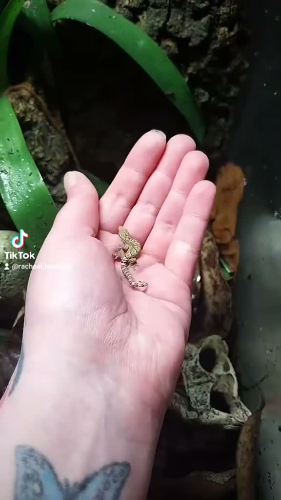 Gecko reptiles for sale: Mourning gecko hatchlings - Video 1