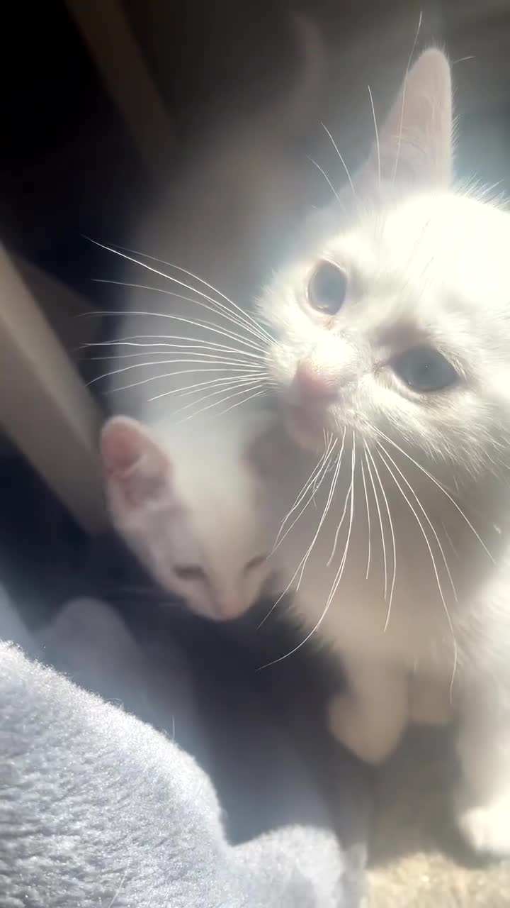 Ragdoll cats for sale: Ragdoll X British Shorthair Kittens - Video 4