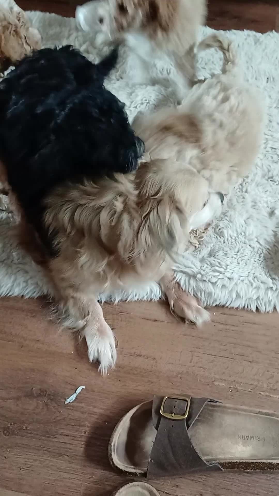 Cavapoochon dogs for sale:  CAVAPOOCHON puppies last girl. - Video 3
