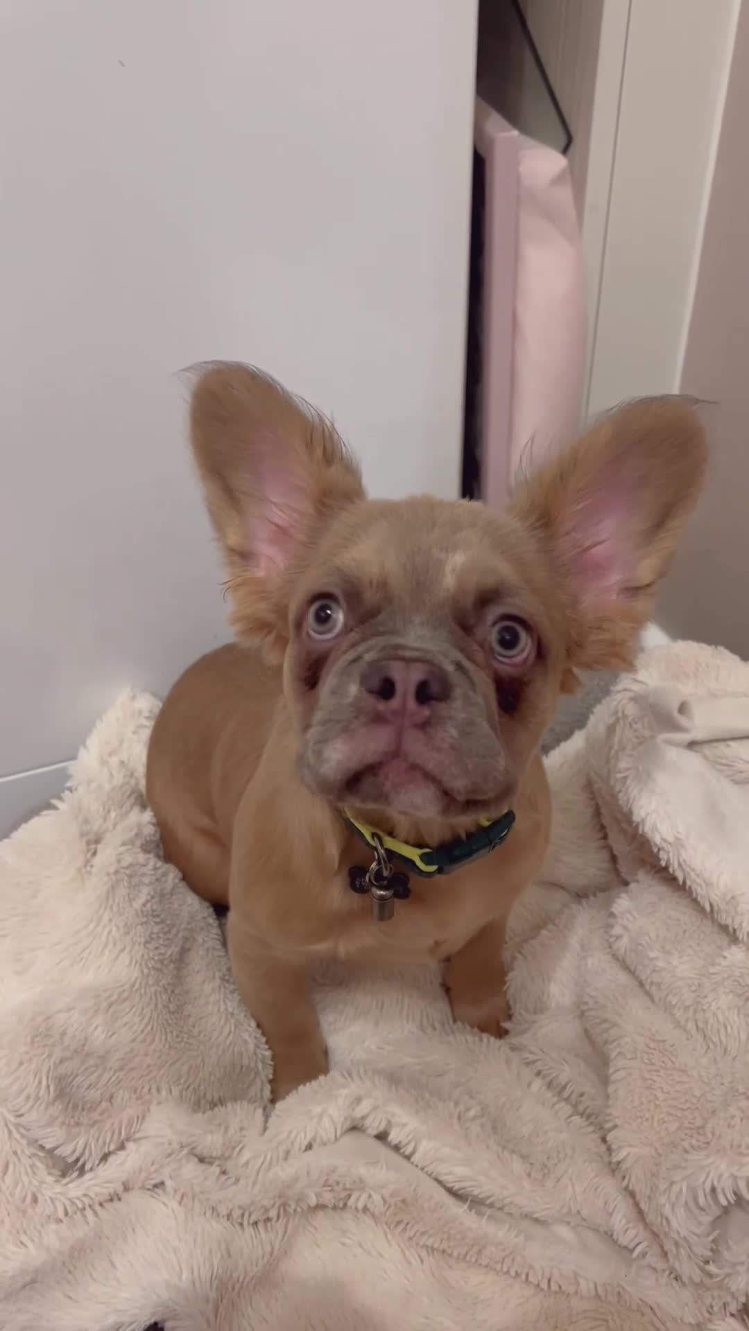 French Bulldog dogs for sale: Fluffy frenchie  - Video 1