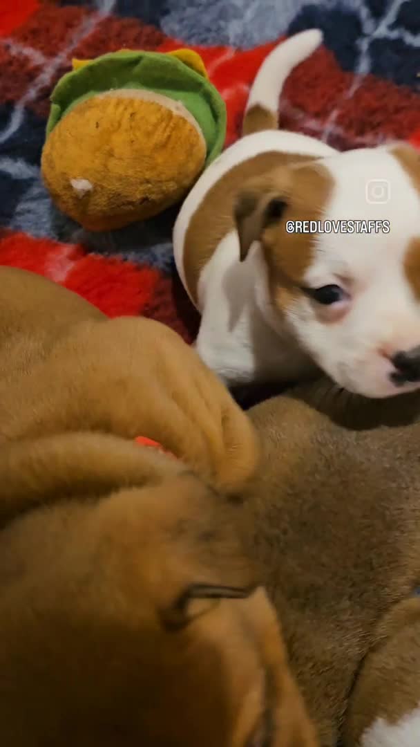 Staffordshire Bull Terrier dogs for stud: 🥨THE RED DREAMTEAM.🥨 Exceptional temprements. in Rochdale - Video 4