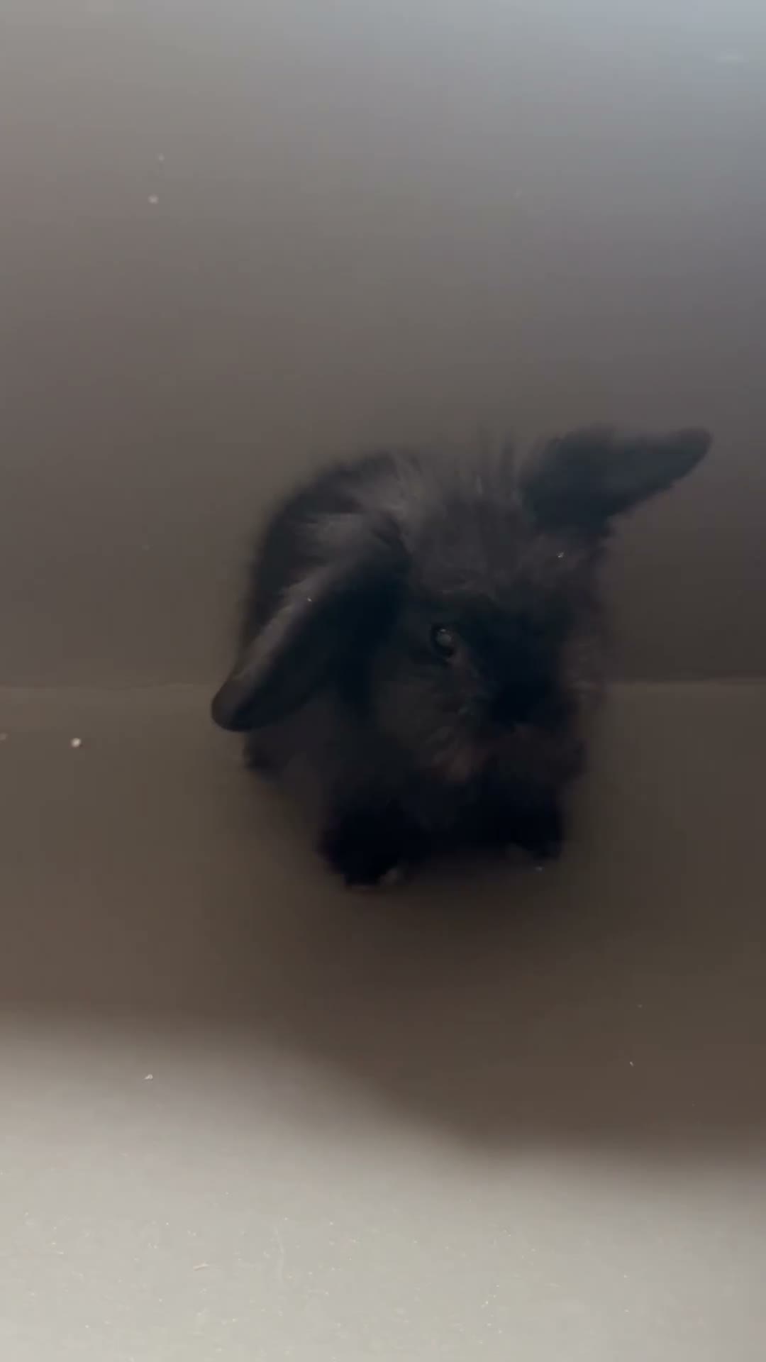 Mini Lion Lop rabbits for sale: looking for forever home!  - Video 1