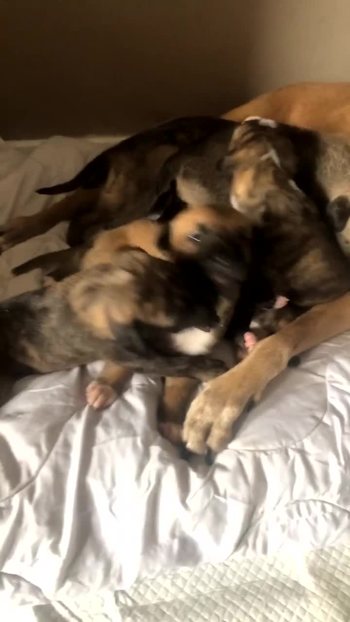 Mixed Breed dogs for sale: Lurcher/greyhound puppies - Video 2