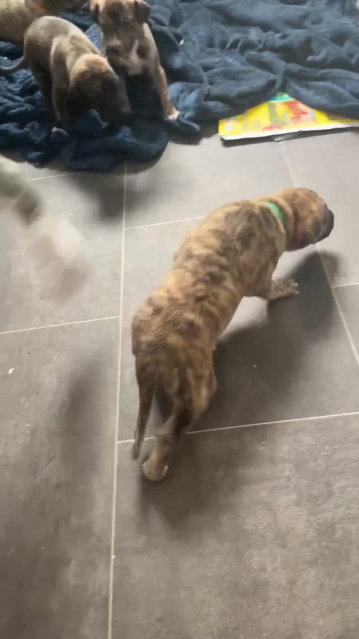 Greyhound dogs for sale: 10 weeks old greyhound boy - Video 1