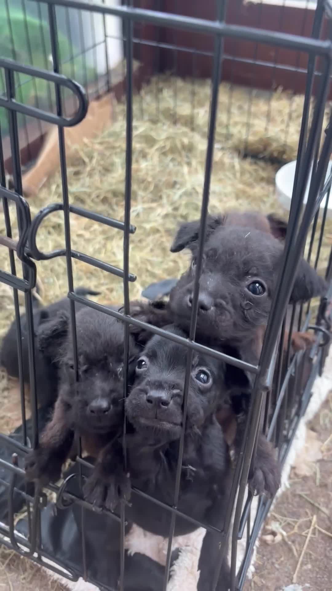 Patterdale Terrier dogs for sale: patterdale - Video 1