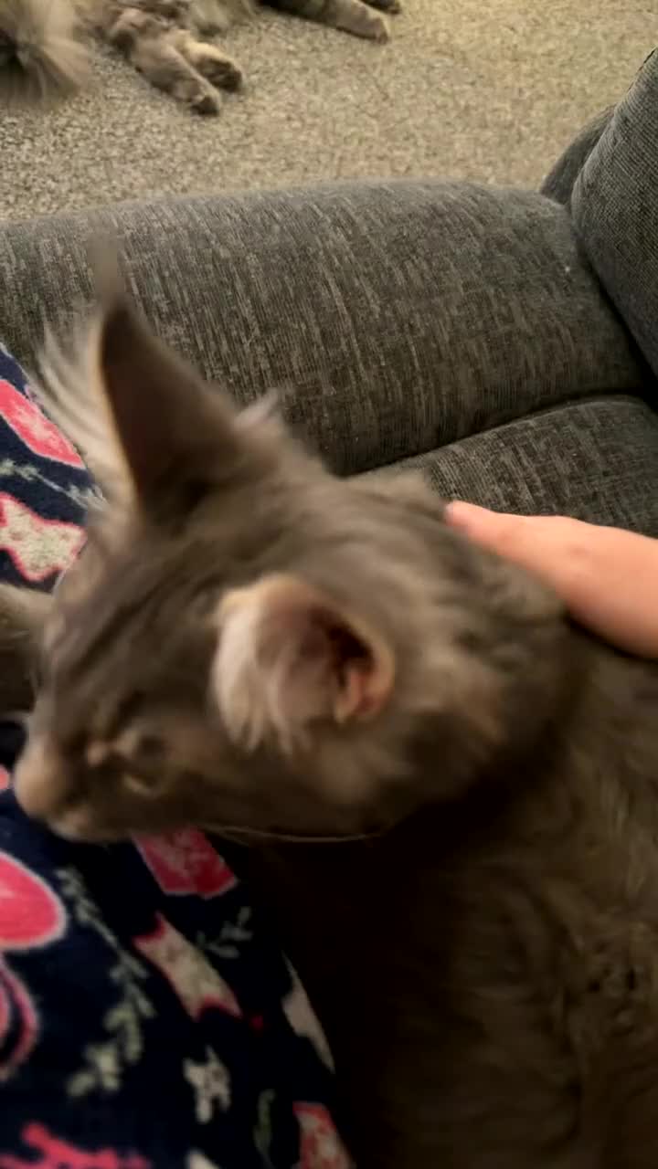 Maine Coon cats for sale: Mainecoone kitten  in Telford - Video 1