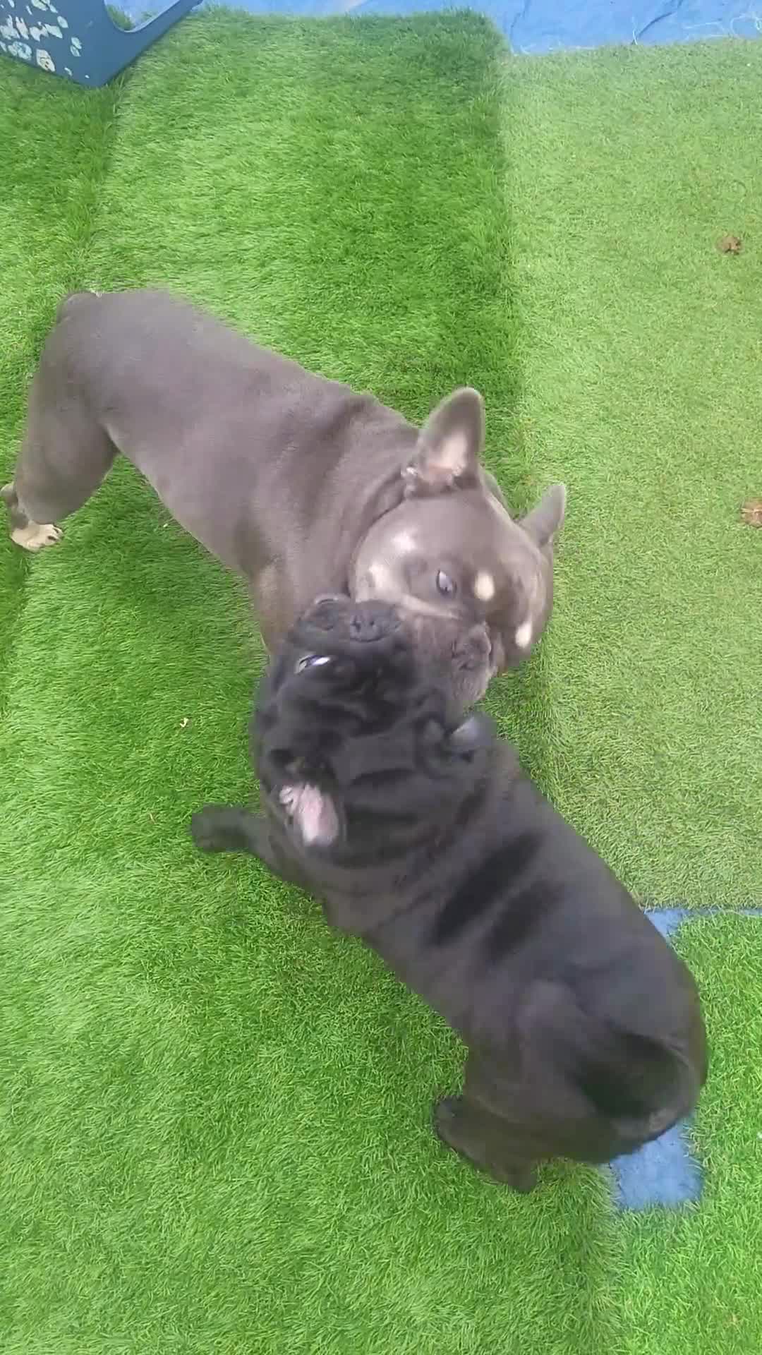 French Bulldog dogs for stud: Dogs name Zeus in a good healthy all vaccination  - Video 1