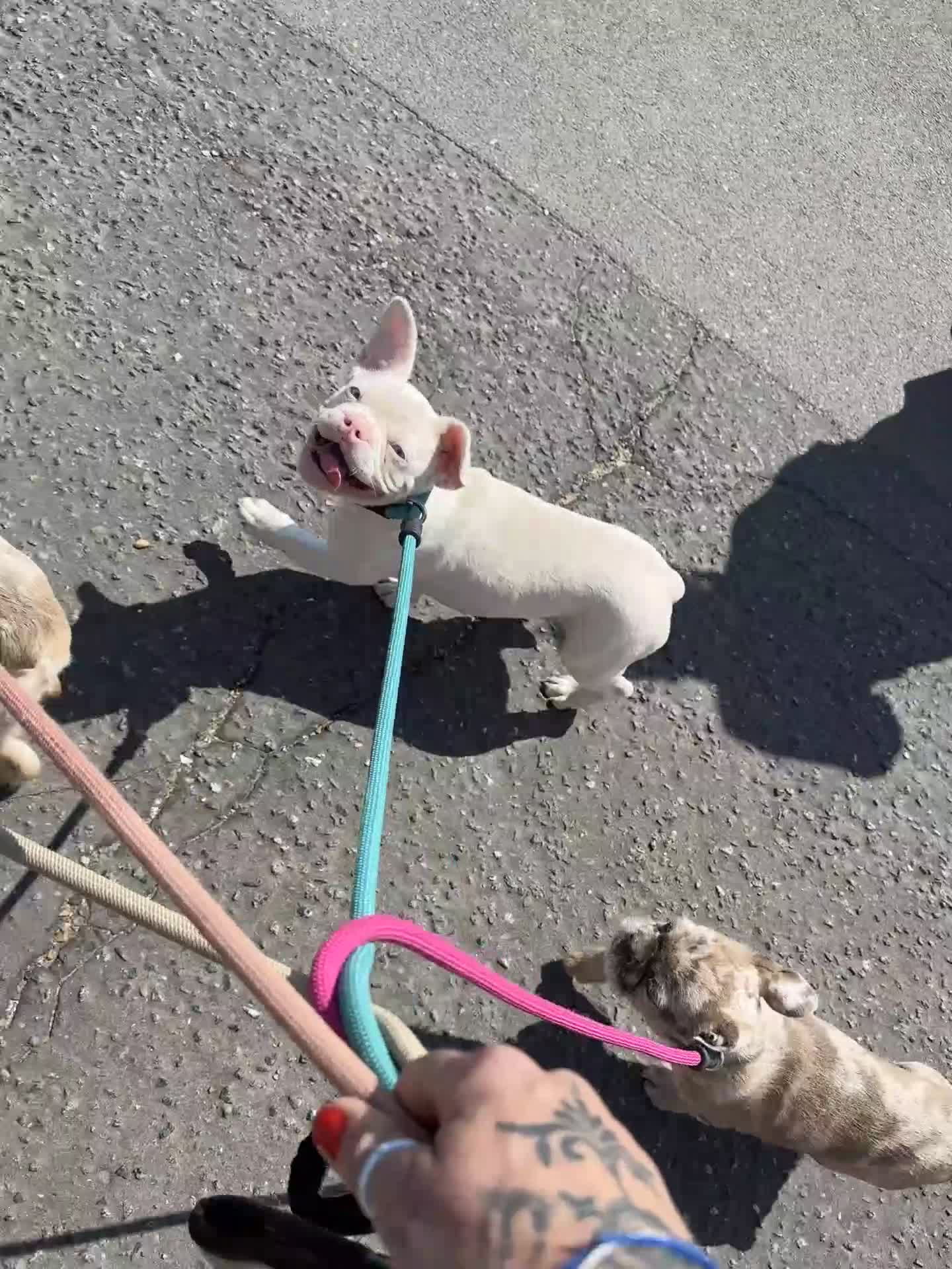 French Bulldog dogs for sale: Final reductions,last 3 micro frenchies. Ready now - Video 2