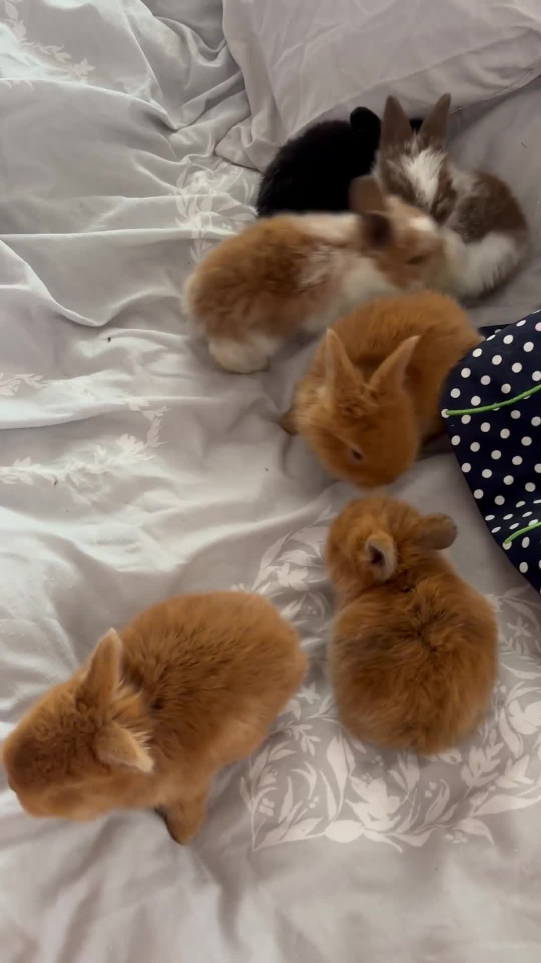 Mini Lion Lop rabbits for sale: Mini lion lop bunnies  - Video 1