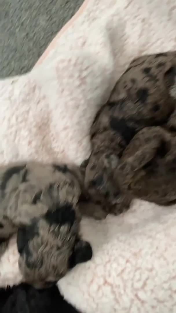 Miniature Poodle dogs for stud:  Chocolate Merle miniature poodle  in York - Video 2