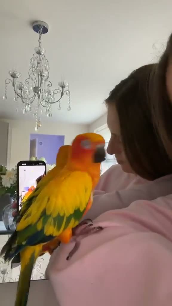 Conures birds for sale: Sun conure for sale (Male)  - Video 2