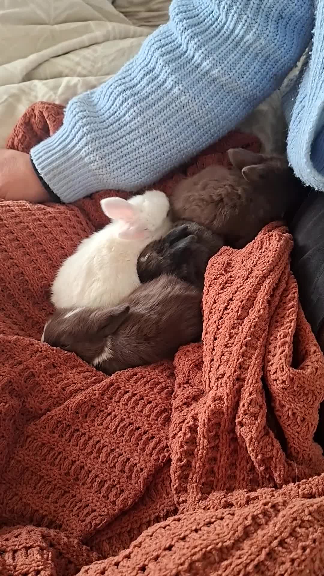 Mini Lop rabbits for sale: Beautiful mini lops - Video 1