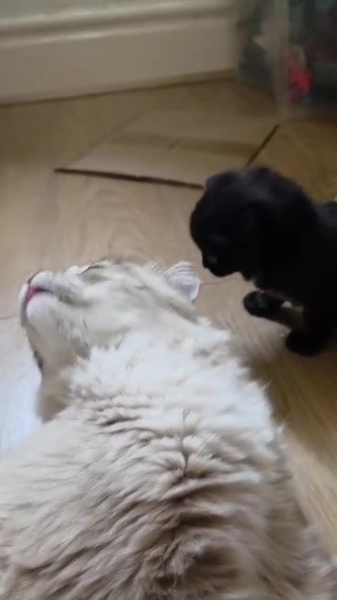 Mixed Breed cats for sale: Beautiful Fluffy Tortoiseshell Female Kitten - Video 1