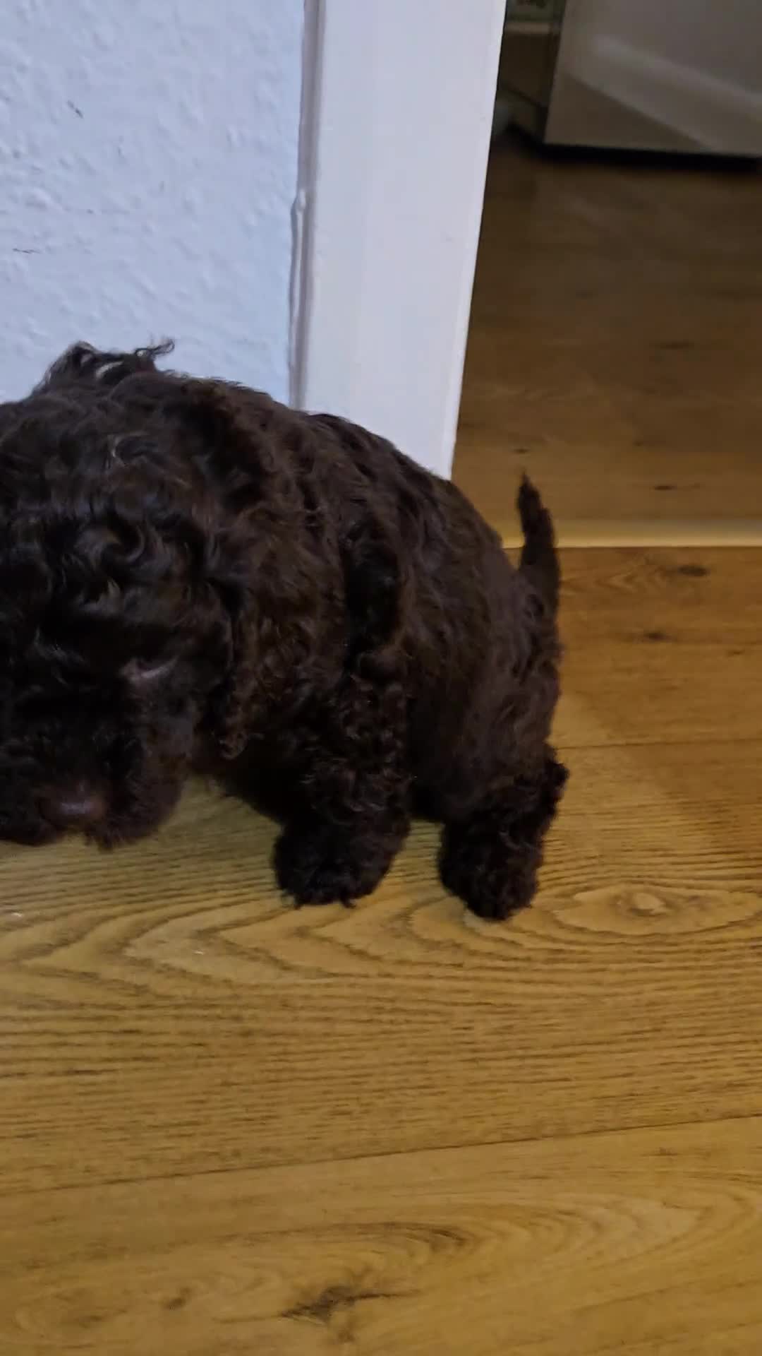 Cavapoo dogs for sale: Teddy bear cavapoo  - Video 2