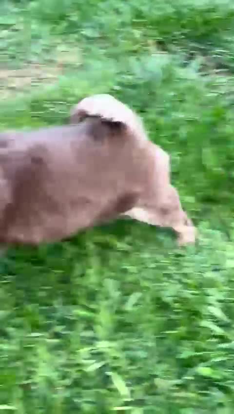Chihuahua dogs for sale: Gorgeous chocolate Russian lines boy - Video 5