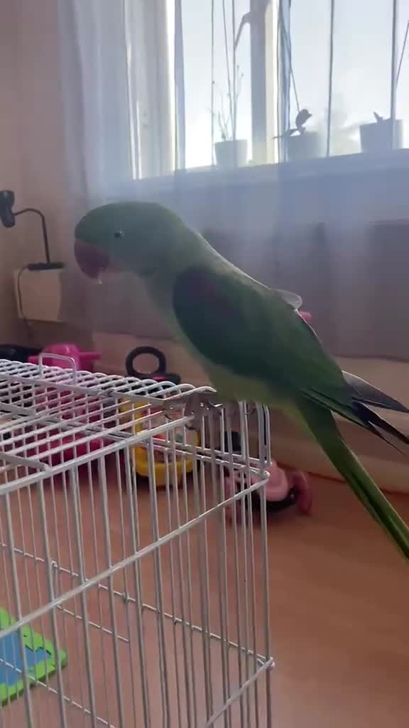 Conures birds for sale: Alexandrine Parakeet male Parrot 21 months old  - Video 1