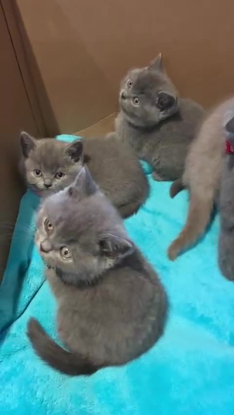 British Shorthair cats for sale: Full Pedigree stunning British Shorthair kittens  - Video 1