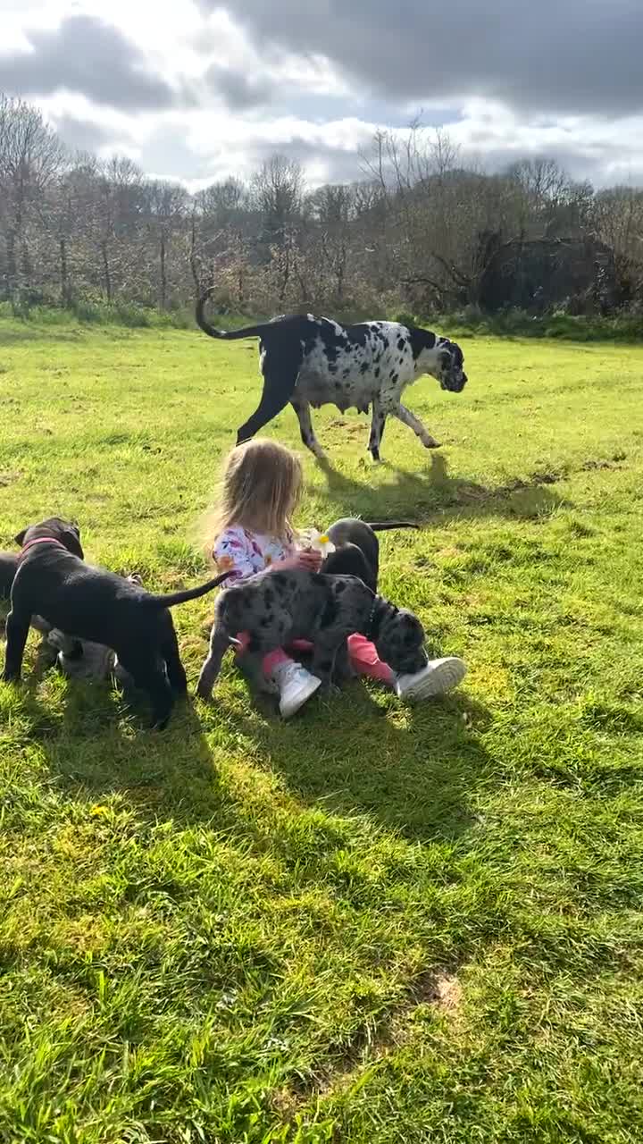 Mixed Breed dogs for sale: Beautiful Italian daniffs (Great Dane/cane corso)  - Video 2