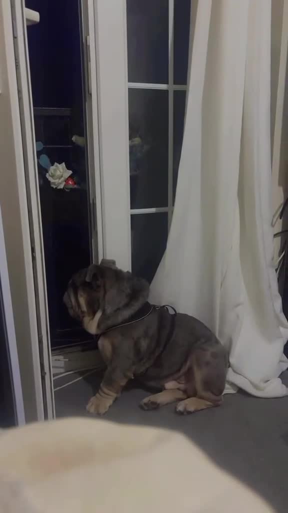 English Bulldog dogs for sale: 3 year old British bulldog  - Video 3