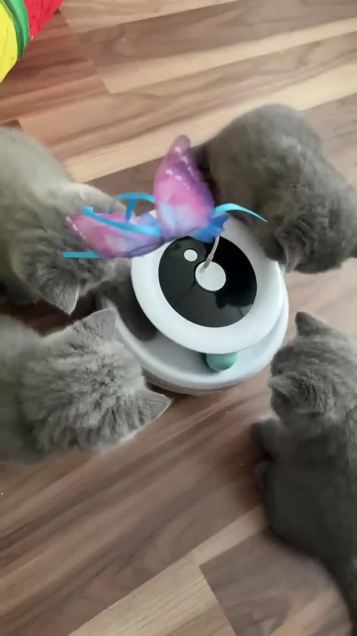 British Shorthair cats for sale: Chunky British Shorthair Blue Kittens 🐱💙 - Video 2