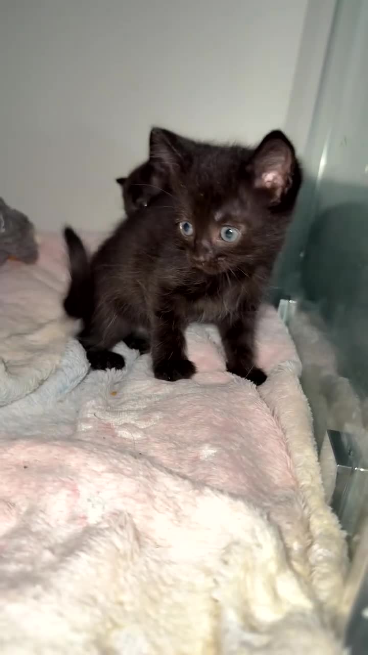 Mixed Breed cats for sale: 3 females left! - Video 3