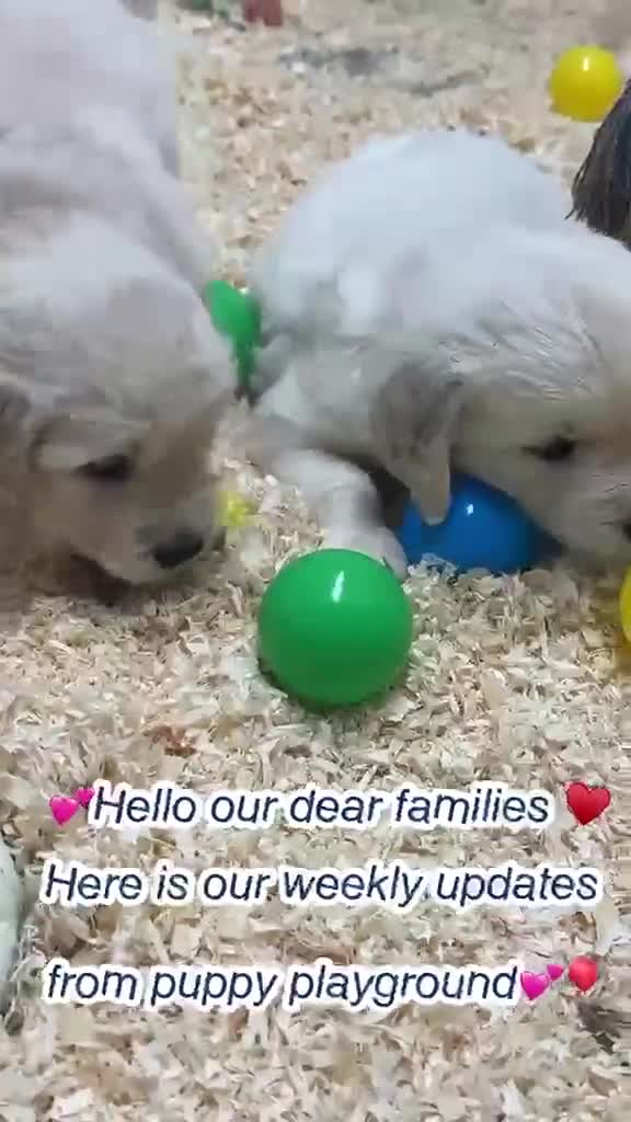 Golden Retriever dogs for sale: 35*GEN FCI KC Reg DAD TITLED CHAMPION HEALTH CER - Video 1