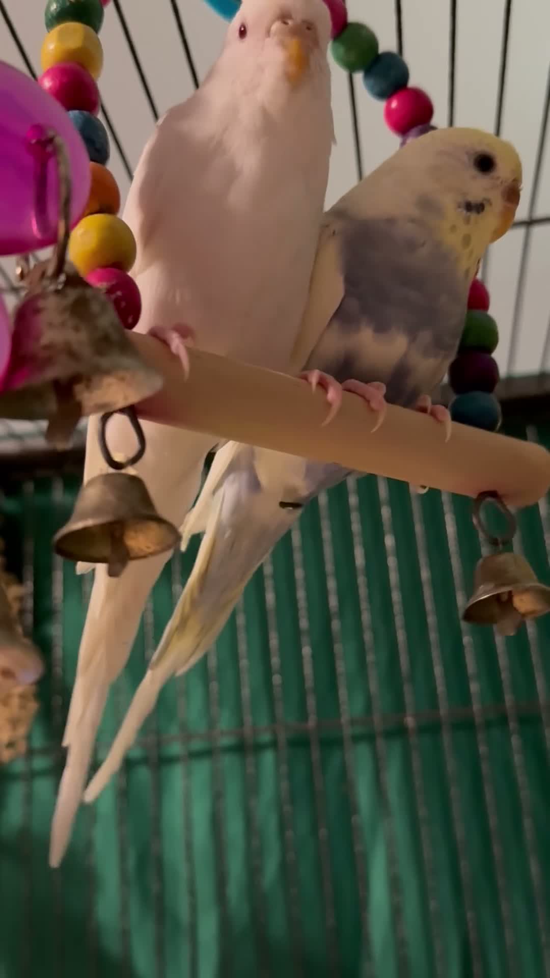 Budgerigars birds for sale: Sold Young Bonded  —  rainbow 🌈 & white albino  - Video 1