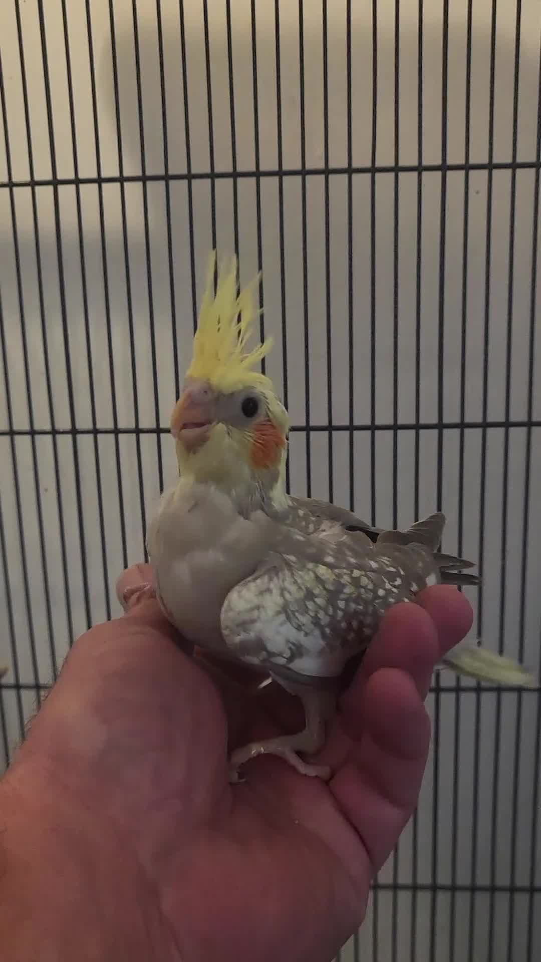 Cockatiels birds for sale: Deposit secures - Video 2