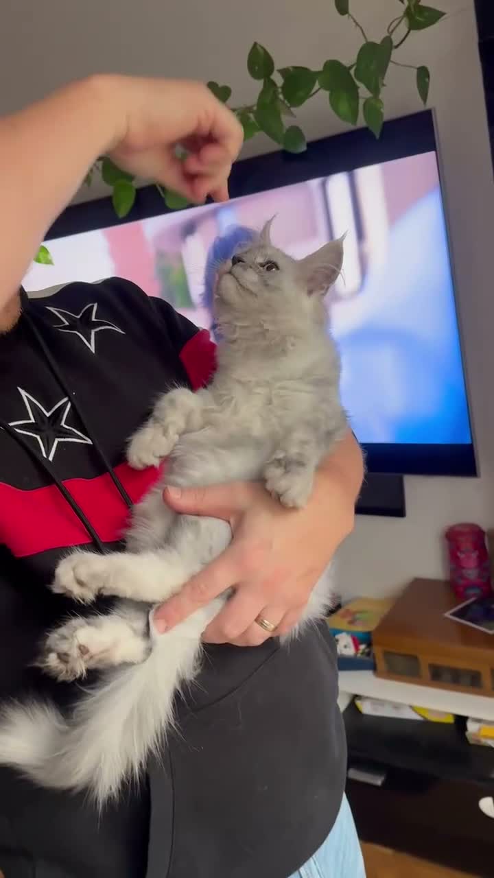 Maine Coon cats for sale: TICA registred Maine coon kittens. Rare colours  - Video 1