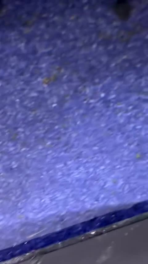 Plecos fish for sale: bristlenose plecos - Video 2