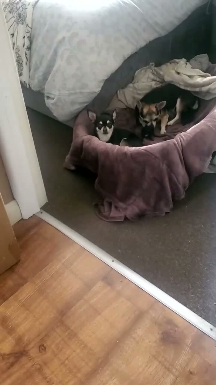 Pomchi dogs for sale: Bruce  - Video 2