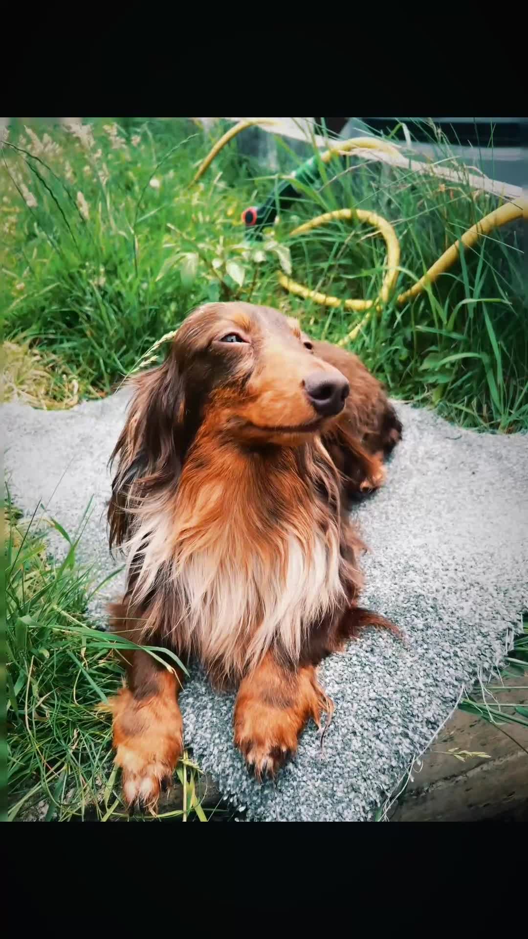 Miniature Dachshund dogs for stud: Long & Short Haired Studs – Mobile Available in Oldham - Video 1