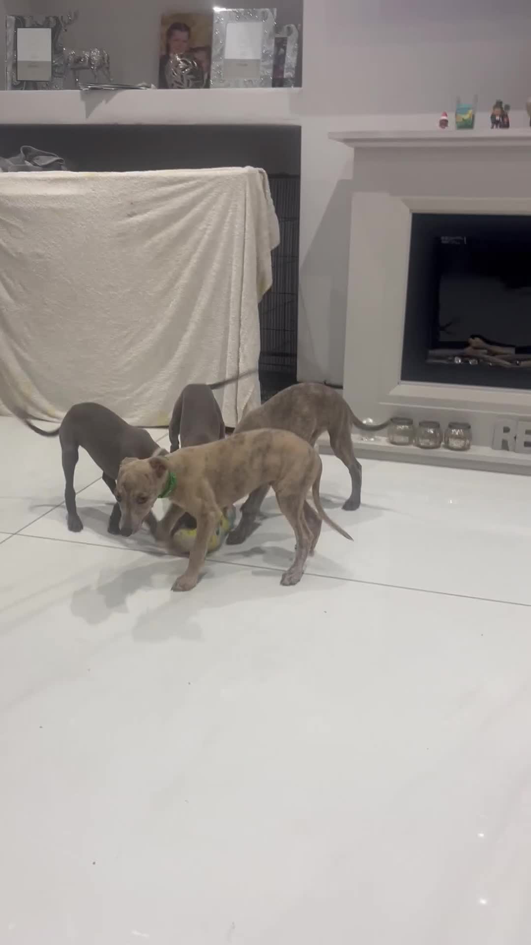 Whippet dogs for sale: 9 weeksold blue whippets ready to leave  - Video 1