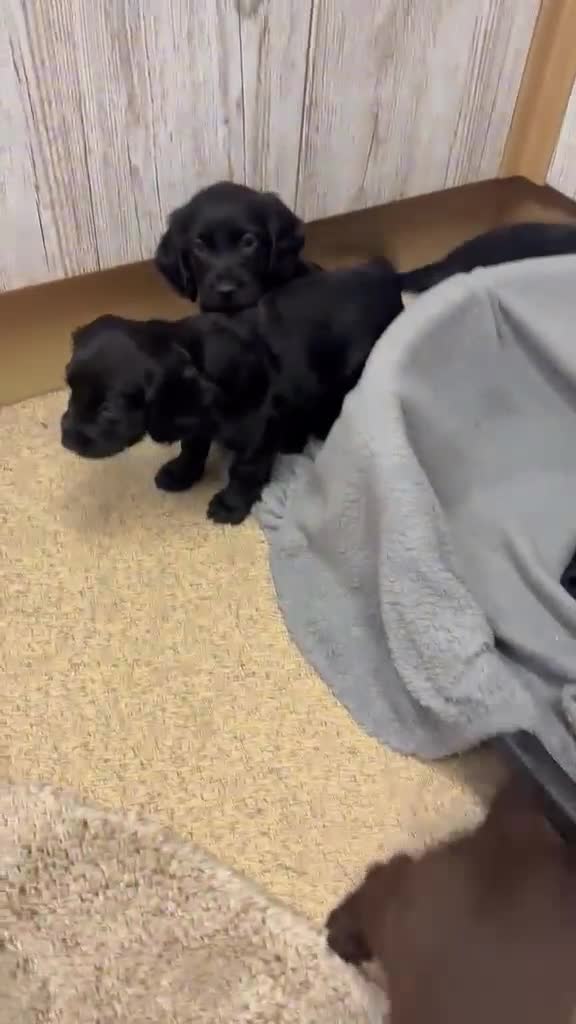 Cocker Spaniel dogs for sale: Fully Kc registered cocker spaniel puppies  - Video 2
