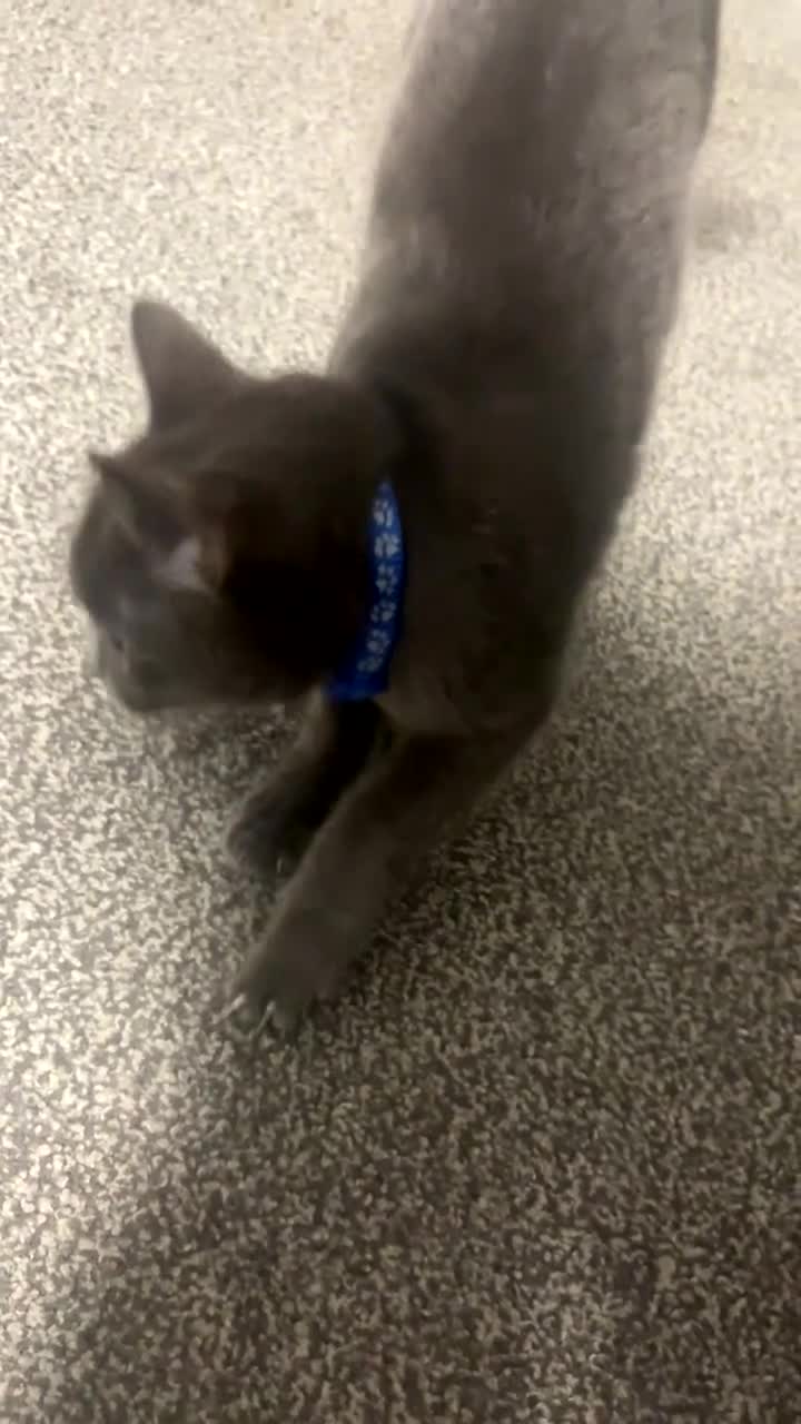 Russian Blue cats for sale: Beautiful Russian Blue mix - Video 1