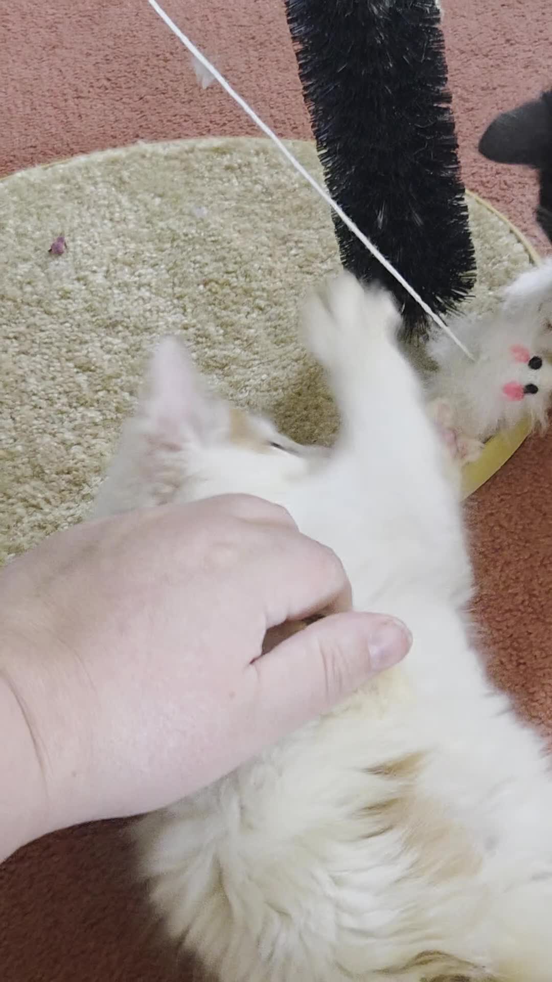 Mixed Breed cats for sale: Ron little ginger white male  in Telford - Video 1