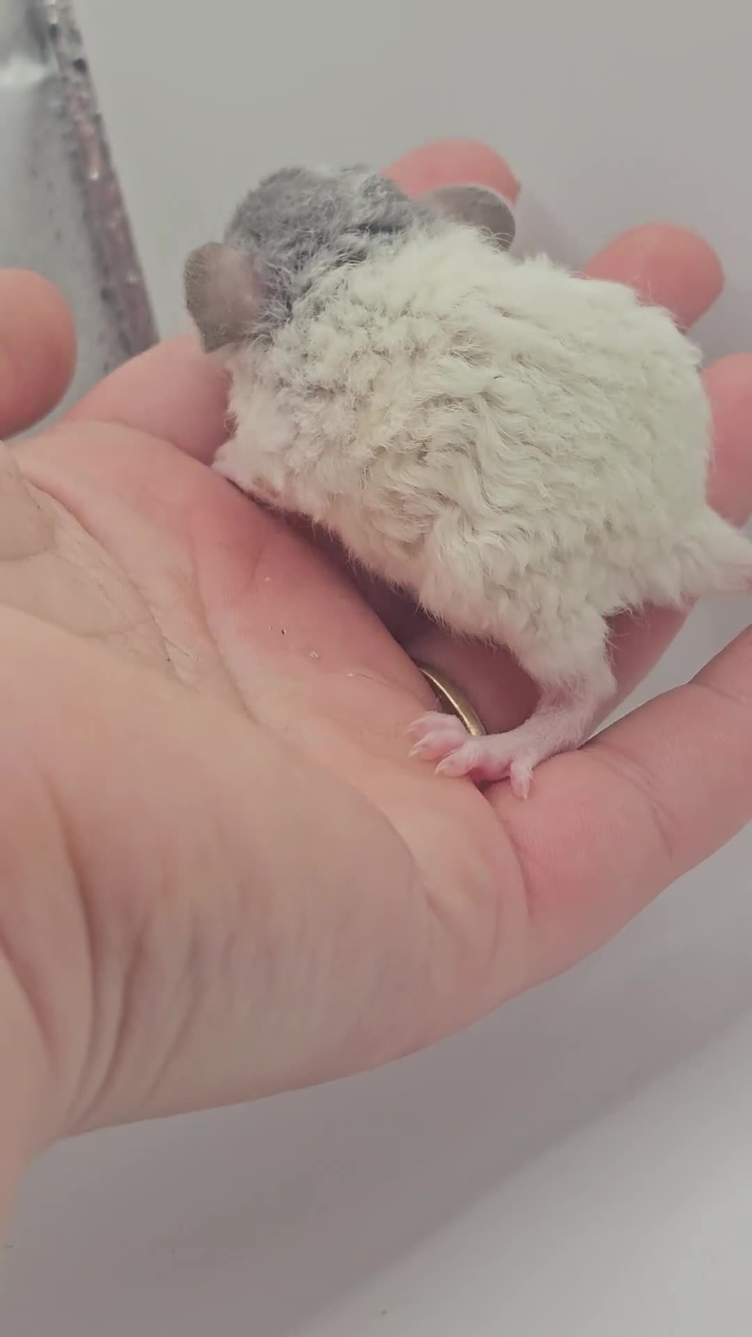 Rat rodents for sale: Baby Dumbo Rats ~ Rex & Double Rex - Video 1