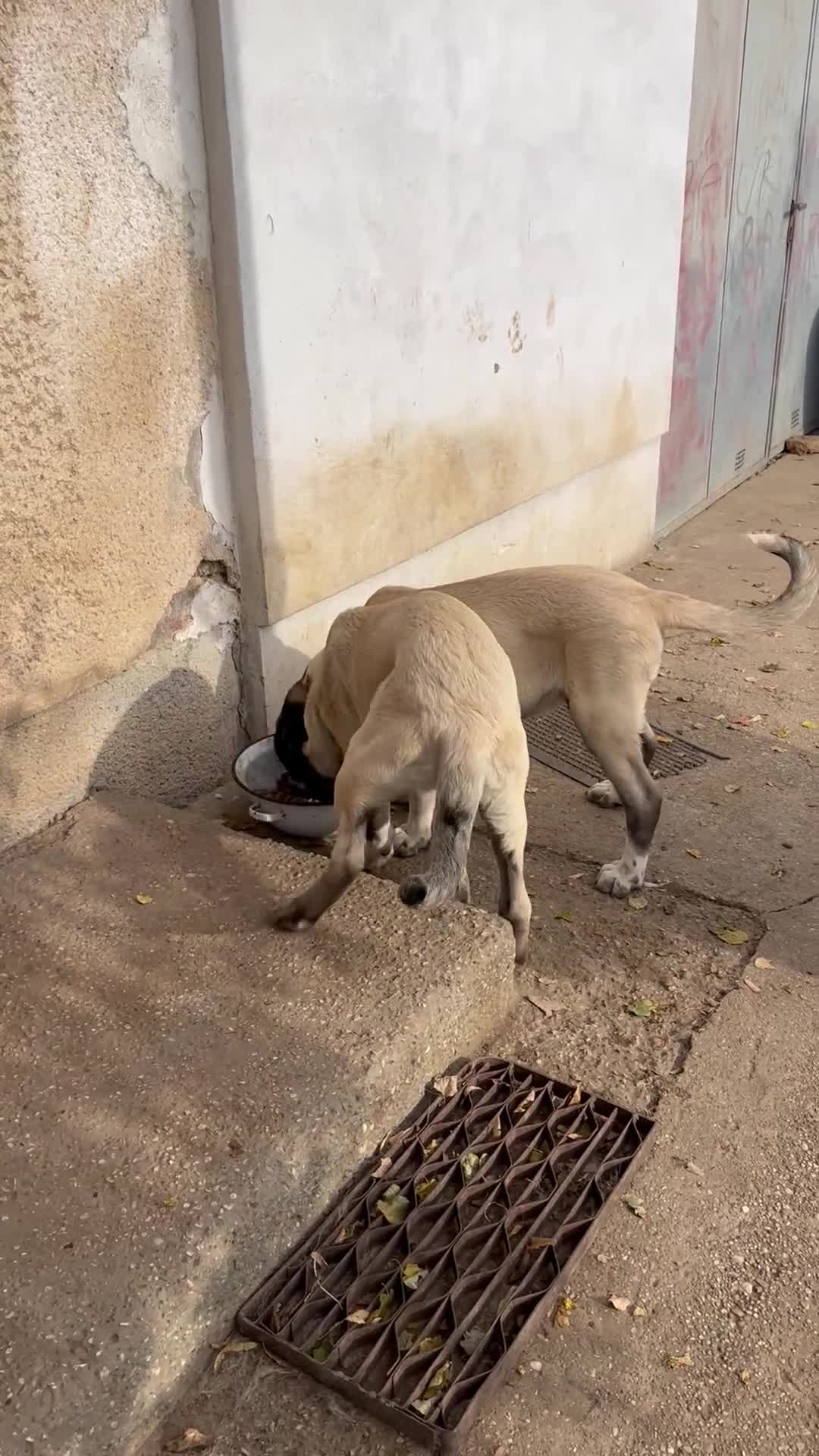 Anatolian Shepherd dogs for sale: Anatolian Shepherd(Malakli) - Video 1