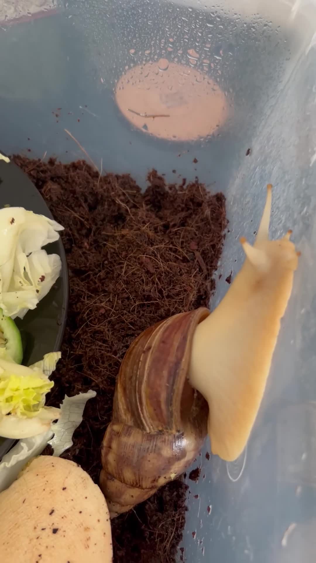 Snails invertebrates for sale: Two African Land Snails for Rehoming - Video 1
