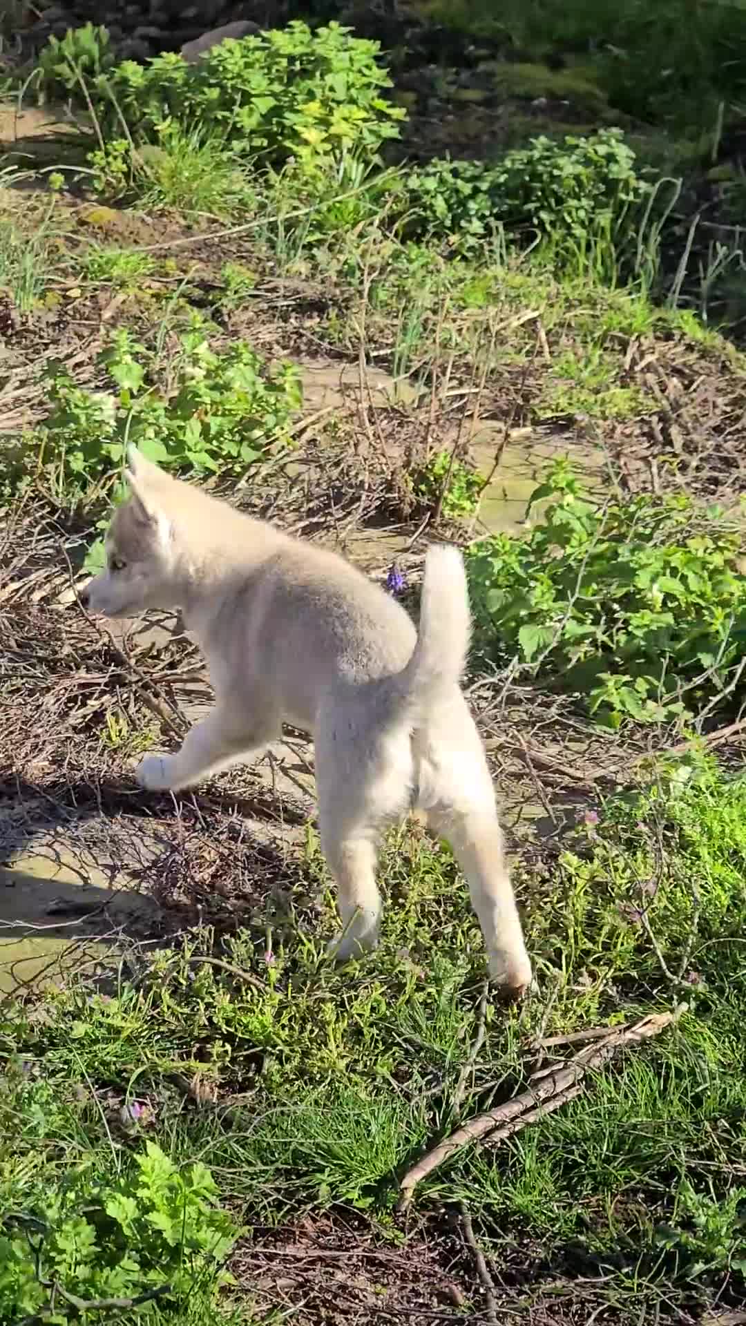 Siberian Husky dogs for sale: Beautiful KC Reg Siberian Husky Puppies - Video 2