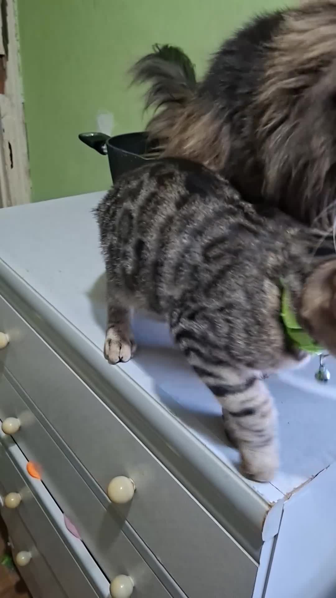 Mixed Breed cats for sale: 4 boys,XL Bengal × Maine Coon  - Video 2
