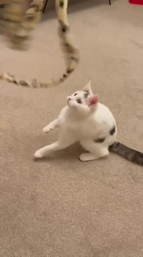 Domestic Shorthair cats for sale: Friendly Young Female Cat - Video 1