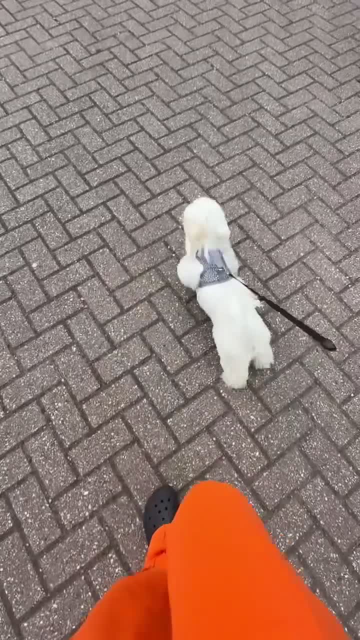 Bichon Frise dogs for sale: Meet Rio  - Video 2