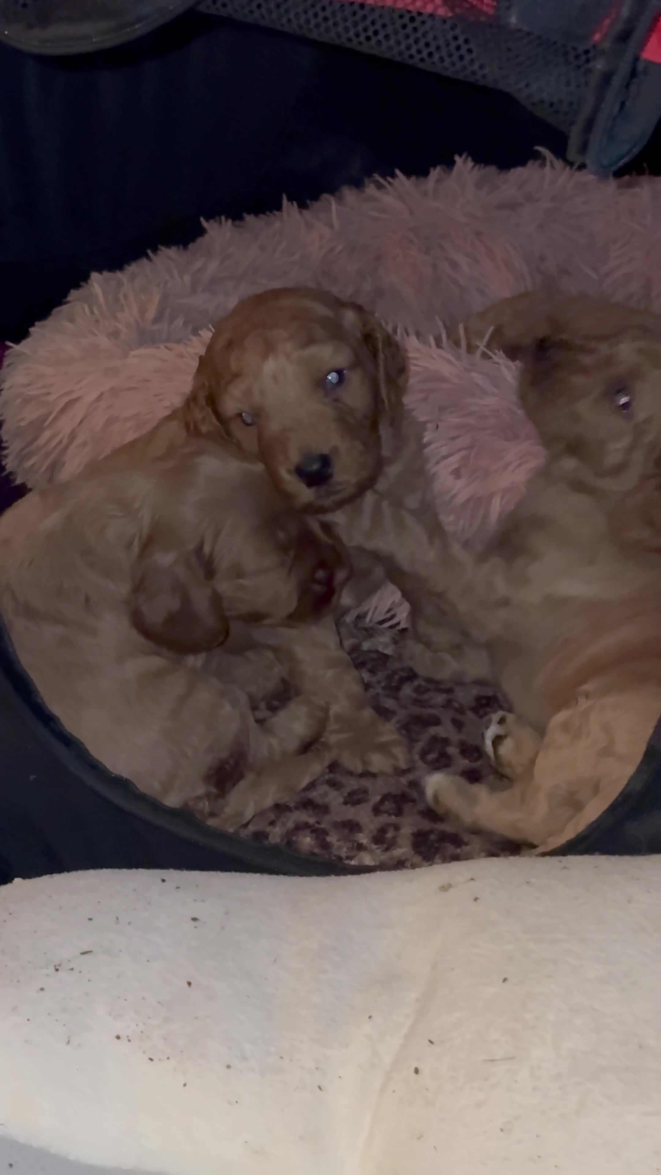 Cockapoo dogs for sale: Beautiful Cockapoo puppies - Video 3