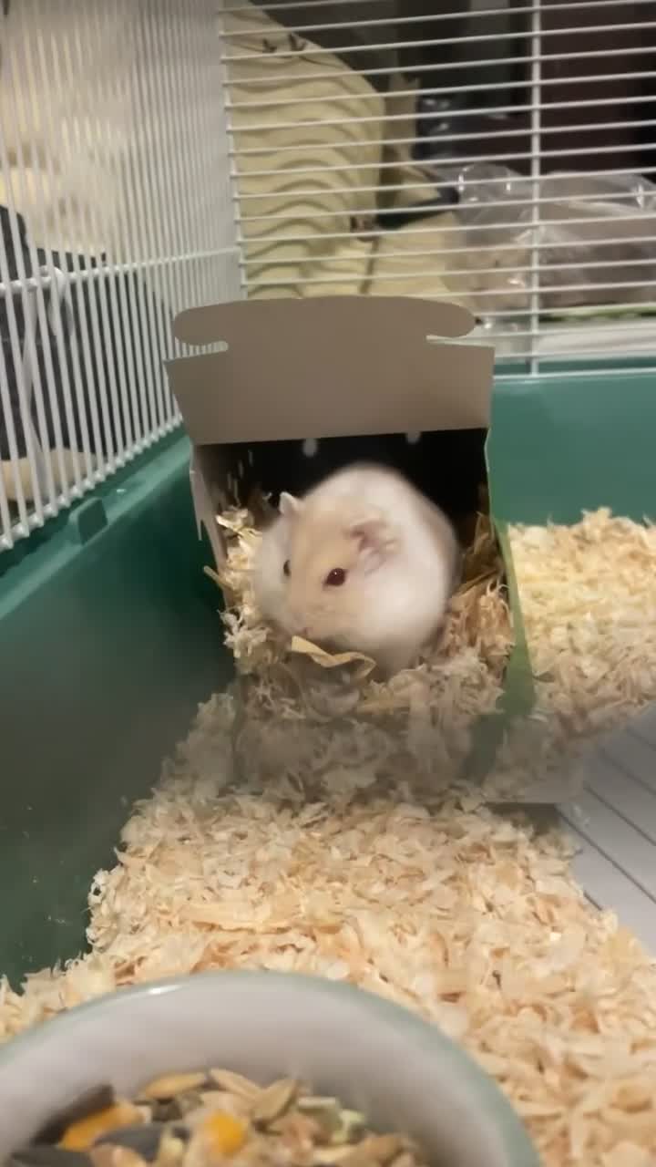 Hamster rodents for sale: Russian dwarf hamster - free to good home  in Elgin - Video 1