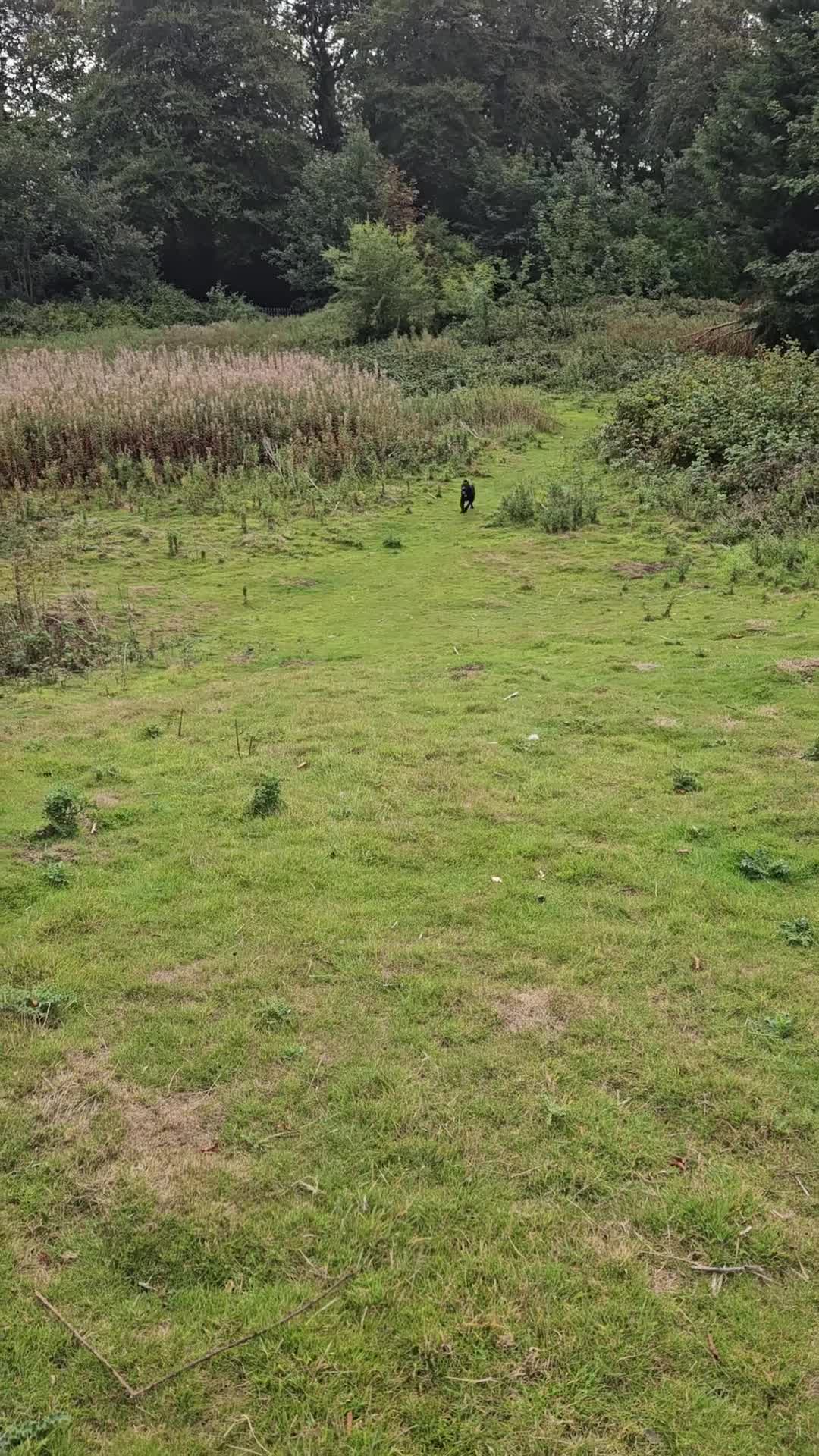 Mixed Breed dogs for sale: 9 month old black lab x staffy mix - Video 3