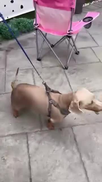 Miniature Dachshund dogs for stud: Isabella and Tan Stud in Sunderland - Video 1