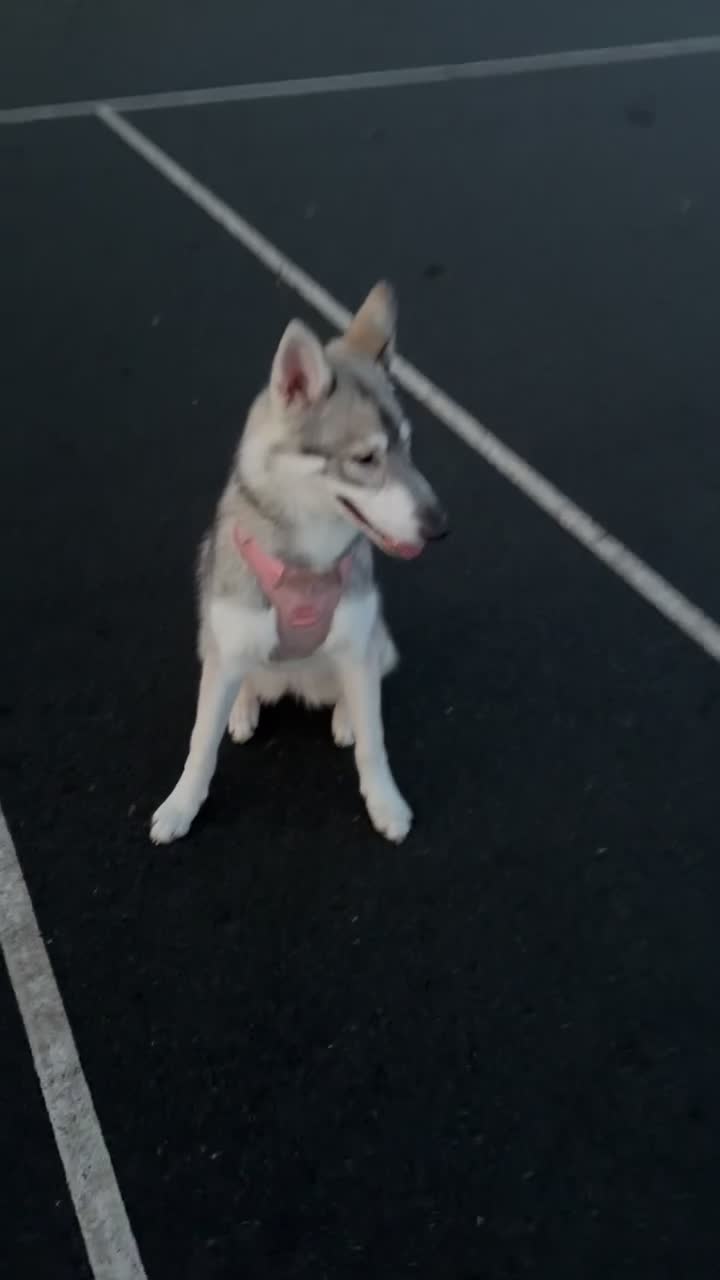 Utonagan dogs for sale: Narla the utonigan  in Telford - Video 1